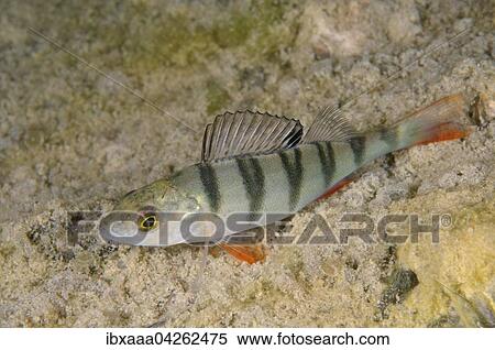 Flussbarsch (Perca fluviatilis), Aleksandrovskiy Granitsteinbruch, Ukraine, Europa View Large Photo Image Stock Photography - Flussbarsch (Perca fluviatilis), Aleksandrovskiy Granitsteinbruch, Ukraine, Europa. Fotosearch