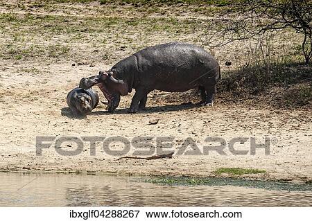 Flusspferd (Hippopotamus amphibius) Muttertier mit Jungtier, aggressiv, mit offenem Maul, Sabi Sands Wildreservat, Sudafrika View Large Photo Image Stock Photo - Flusspferd (Hippopotamus amphibius) Muttertier mit Jungtier, aggressiv, mit offenem Maul, Sabi Sands Wildreservat, Sudafrika. Fotosearch