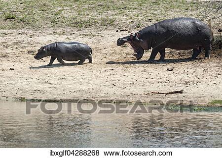 Flusspferd (Hippopotamus amphibius) Muttertier mit Jungtier, aggressiv, mit offenem Maul, Sabi Sands Wildreservat, Sudafrika View Large Photo Image Stock Photo - Flusspferd (Hippopotamus amphibius) Muttertier mit Jungtier, aggressiv, mit offenem Maul, Sabi Sands Wildreservat, Sudafrika. Fotosearch