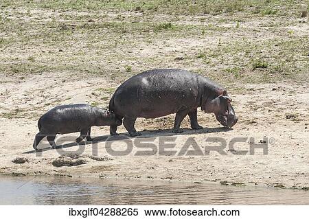 Flusspferd (Hippopotamus amphibius) Muttertier mit Jungtier, Sabi Sands Wildreservat, Sudafrika View Large Photo Image Stock Photography - Flusspferd (Hippopotamus amphibius) Muttertier mit Jungtier, Sabi Sands Wildreservat, Sudafrika. Fotosearch