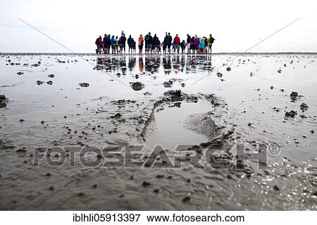 Footprints in the mudflats, mudflat hike, Lower Saxony Wadden Sea National Park, East Frisia, Lower Saxony, Germany, Europe View Large Photo Image Stock Photo - Footprints in the mudflats, mudflat hike, Lower Saxony Wadden Sea National Park, East Frisia, Lower Saxony, Germany, Europe. Fotosearch