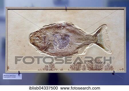 Fossil of a bony fish (Mesturus verrucosus), Naturkundemuseum, Natural history museum, Berlin, Germany, Europe View Large Photo Image Stock Image - Fossil of a bony fish (Mesturus verrucosus), Naturkundemuseum, Natural history museum, Berlin, Germany, Europe. Fotosearch