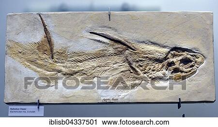 Fossil of a humped tooth shark (Hybodus fraasi), Naturkundemuseum, Natural history museum, Berlin, Germany, Europe View Large Photo Image Stock Image - Fossil of a humped tooth shark (Hybodus fraasi), Naturkundemuseum, Natural history museum, Berlin, Germany, Europe. Fotosearch