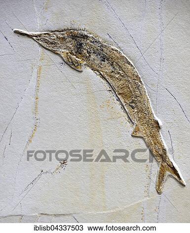 Stock Image - Fossil of Aspidorhynchus acutirostris (Aspidorhynchus acutirostris), extinct genus of ray-finned fish, Naturkundemuseum, Natural history museum, Berlin, Germany, Europe. Fotosearch