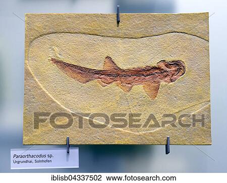 Fossil of the extinct shark Paraorthacodus spec. (Paraorthacodus spec. ), Naturkundemuseum, Natural history museum, Berlin, Germany, Europe View Large Photo Image Stock Image - Fossil of the extinct shark Paraorthacodus spec. (Paraorthacodus spec. ), Naturkundemuseum, Natural history museum, Berlin, Germany, Europe. Fotosearch