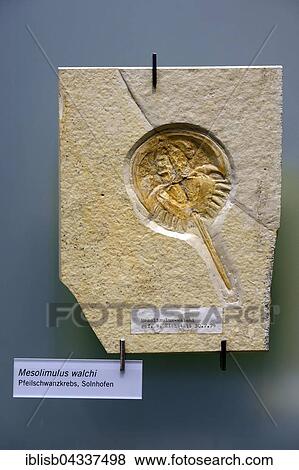 Fossil specimen of a horseshoe crab (Mesolimulus walchi), Naturkundemuseum, Natural history museum, Berlin, Germany, Europe View Large Photo Image Stock Photo - Fossil specimen of a horseshoe crab (Mesolimulus walchi), Naturkundemuseum, Natural history museum, Berlin, Germany, Europe. Fotosearch