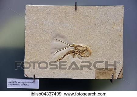 Fossil specimen of a Mecochirus longimanatus (Mecochirus longimanatus), lobster-like, Naturkundemuseum, Natural history museum, Berlin, Germany, Europe View Large Photo Image Stock Photo - Fossil specimen of a Mecochirus longimanatus (Mecochirus longimanatus), lobster-like, Naturkundemuseum, Natural history museum, Berlin, Germany, Europe. Fotosearch