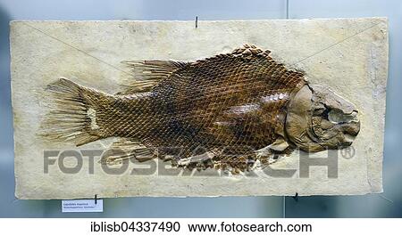 Fossil specimen of Scheenstia (lepidotes maximus), Naturkundemuseum, Natural history museum, Berlin, Germany, Europe View Large Photo Image Stock Image - Fossil specimen of Scheenstia (lepidotes maximus), Naturkundemuseum, Natural history museum, Berlin, Germany, Europe. Fotosearch