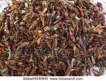 Fried grasshoppers on a market, food, Thai cuisine, specialty, Thailand, Asia View Large Photo Image Stock Image - Fried grasshoppers on a market, food, Thai cuisine, specialty, Thailand, Asia. Fotosearch