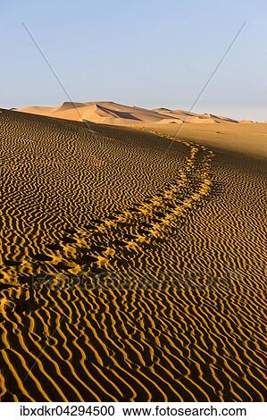 Fussspuren in Sanddunen, Leeres Viertel, Empty Quarter, Sandwuste Rub al-Chali, auch Rub al-Khali, Vereinigte Arabische Emirate, Asien View Large Photo Image Stock Image - Fussspuren in Sanddunen, Leeres Viertel, Empty Quarter, Sandwuste Rub al-Chali, auch Rub al-Khali, Vereinigte Arabische Emirate, Asien. Fotosearch
