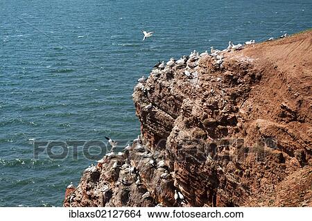 Picture - Gannets (Morus bassanus) on the Lummenfelsen cliffs on Heligoland, Helgoland, Schleswig-Holstein, Germany, Europe. Fotosearch