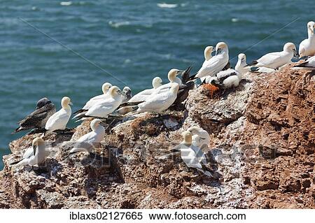 Stock Photography - Gannets (Morus bassanus) on the Lummenfelsen cliffs on Heligoland, Helgoland, Schleswig-Holstein, Germany, Europe. Fotosearch