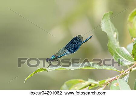 Gebanderte Prachtlibelle (Calopteryx splendens), Mannchen, Thuringen, Deutschland, Europa View Large Photo Image Stock Image - Gebanderte Prachtlibelle (Calopteryx splendens), Mannchen, Thuringen, Deutschland, Europa. Fotosearch