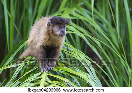 Stock Photograph - Gehaubter Kapuziner, auch Haubenkapuziner (Cebus apella), auf einer Palme, Mato Grosso do Sul, Brasilien, Sudamerika. Fotosearch