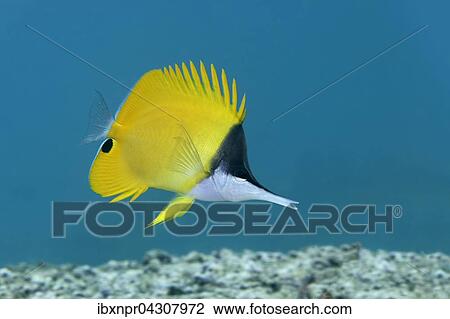 Stock Image - Gelber Masken Pinzettfisch (Forcipiger flavissimus), Saparua Insel, Molukken, Banda See, Pazifik, Indonesien, Pazifik, Banda See, Asien. Fotosearch