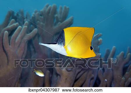 Gelber Masken Pinzettfisch (Forcipiger flavissimus) schwimmt uber Korallenriff, Saparua Insel, Molukken, Banda See, Pazifik, Indonesien, Asien View Large Photo Image Stock Photo - Gelber Masken Pinzettfisch (Forcipiger flavissimus) schwimmt uber Korallenriff, Saparua Insel, Molukken, Banda See, Pazifik, Indonesien, Asien. Fotosearch