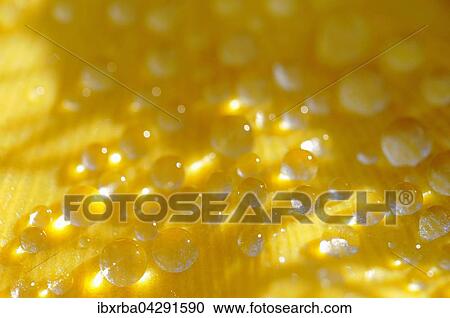 Gelbes Herbstblatt mit Regentropfen, Gingkobaum (Ginkgo biloba), Nordrhein-Westfalen, Deutschland, Europa View Large Photo Image Stock Image - Gelbes Herbstblatt mit Regentropfen, Gingkobaum (Ginkgo biloba), Nordrhein-Westfalen, Deutschland, Europa. Fotosearch