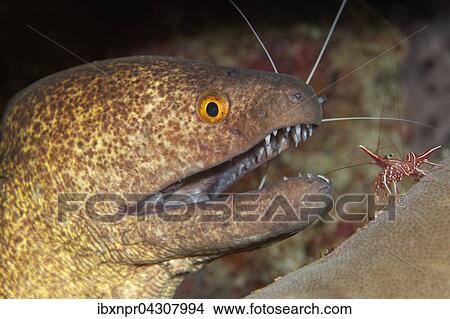 Gelbgefleckte Murane (Gymnothorax flavimarginatus) mit Durban Tanzgarnele, Putzergarnele (Rhynchocinetes durbanensis), Saparua Insel, Molukken, Banda See, Pazifik, Indonesien, Asien View Large Photo Image Picture - Gelbgefleckte Murane (Gymnothorax flavimarginatus) mit Durban Tanzgarnele, Putzergarnele (Rhynchocinetes durbanensis), Saparua Insel, Molukken, Banda See, Pazifik, Indonesien, Asien. Fotosearch