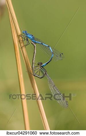 Stock Image - Gemeine Becherjungfer (Enallagma cyathigerum) bei der Paarung, Weibchen grune Form, Thuringen, Deutschland, Europa. Fotosearch