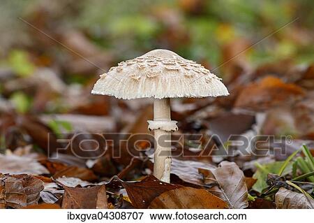 Gemeiner Riesenschirmling (Macrolepiota procera), Speisepilz, Kanton Freiburg, Schweiz, Europa View Large Photo Image Stock Photo - Gemeiner Riesenschirmling (Macrolepiota procera), Speisepilz, Kanton Freiburg, Schweiz, Europa. Fotosearch