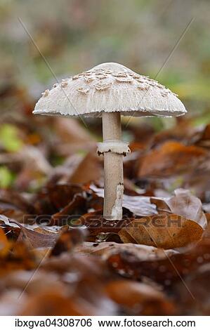Gemeiner Riesenschirmling (Macrolepiota procera), Speisepilz, Kanton Freiburg, Schweiz, Europa View Large Photo Image Stock Photograph - Gemeiner Riesenschirmling (Macrolepiota procera), Speisepilz, Kanton Freiburg, Schweiz, Europa. Fotosearch