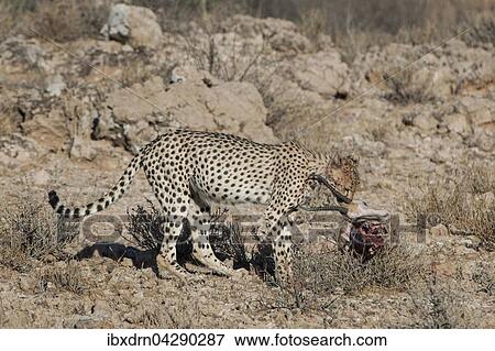 Gepard (Acinonyx jubatus) frisst am Riss einer Antilope, Kgalagadi-Transfrontier-Nationalpark, Nordkap Provinz, Sudafrika View Large Photo Image Stock Photo - Gepard (Acinonyx jubatus) frisst am Riss einer Antilope, Kgalagadi-Transfrontier-Nationalpark, Nordkap Provinz, Sudafrika. Fotosearch