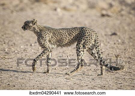 Gepard (Acinonyx jubatus) geht, Kgalagadi-Transfrontier-Nationalpark, Nordkap Provinz, Sudafrika View Large Photo Image Stock Image - Gepard (Acinonyx jubatus) geht, Kgalagadi-Transfrontier-Nationalpark, Nordkap Provinz, Sudafrika. Fotosearch