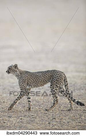 Gepard (Acinonyx jubatus) geht, Kgalagadi-Transfrontier-Nationalpark, Nordkap Provinz, Sudafrika View Large Photo Image Stock Image - Gepard (Acinonyx jubatus) geht, Kgalagadi-Transfrontier-Nationalpark, Nordkap Provinz, Sudafrika. Fotosearch