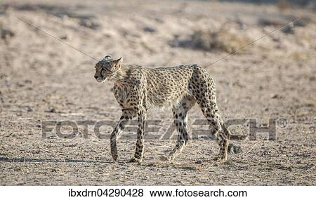 Gepard (Acinonyx jubatus) geht, Kgalagadi-Transfrontier-Nationalpark, Nordkap Provinz, Sudafrika View Large Photo Image Stock Photo - Gepard (Acinonyx jubatus) geht, Kgalagadi-Transfrontier-Nationalpark, Nordkap Provinz, Sudafrika. Fotosearch