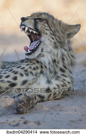 Gepard (Acinonyx jubatus) ruht im Schatten und gahnt, Kgalagadi-Transfrontier-Nationalpark, Nordkap Provinz, Sudafrika View Large Photo Image Picture - Gepard (Acinonyx jubatus) ruht im Schatten und gahnt, Kgalagadi-Transfrontier-Nationalpark, Nordkap Provinz, Sudafrika. Fotosearch