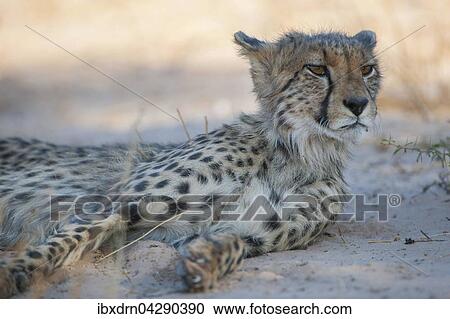 Gepard (Acinonyx jubatus) ruht im Schatten, Kgalagadi-Transfrontier-Nationalpark, Nordkap Provinz, Sudafrika View Large Photo Image Stock Image - Gepard (Acinonyx jubatus) ruht im Schatten, Kgalagadi-Transfrontier-Nationalpark, Nordkap Provinz, Sudafrika. Fotosearch