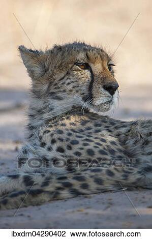 Gepard (Acinonyx jubatus) ruht im Schatten, Kgalagadi-Transfrontier-Nationalpark, Nordkap Provinz, Sudafrika View Large Photo Image Stock Image - Gepard (Acinonyx jubatus) ruht im Schatten, Kgalagadi-Transfrontier-Nationalpark, Nordkap Provinz, Sudafrika. Fotosearch