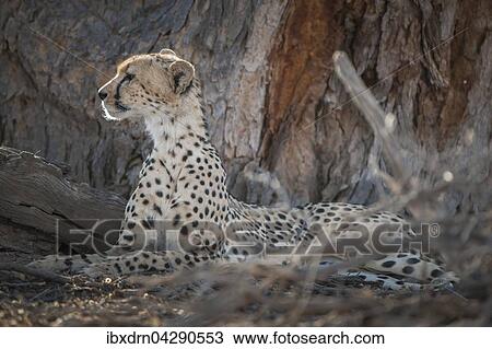 Gepard (Acinonyx jubatus) ruht im Schatten von einem Baum, Kgalagadi-Transfrontier-Nationalpark, Nordkap Provinz, Sudafrika View Large Photo Image Stock Image - Gepard (Acinonyx jubatus) ruht im Schatten von einem Baum, Kgalagadi-Transfrontier-Nationalpark, Nordkap Provinz, Sudafrika. Fotosearch