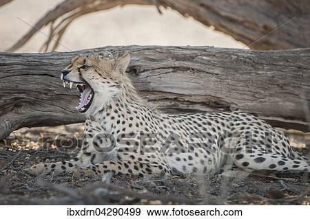 Gepard (Acinonyx jubatus) ruht im Schatten von einem Baum, Kgalagadi-Transfrontier-Nationalpark, Nordkap Provinz, Sudafrika View Large Photo Image Stock Photo - Gepard (Acinonyx jubatus) ruht im Schatten von einem Baum, Kgalagadi-Transfrontier-Nationalpark, Nordkap Provinz, Sudafrika. Fotosearch