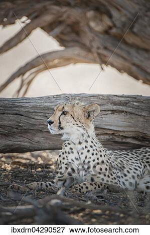 Gepard (Acinonyx jubatus) ruht im Schatten von einem Baum, Kgalagadi-Transfrontier-Nationalpark, Nordkap Provinz, Sudafrika View Large Photo Image Stock Photo - Gepard (Acinonyx jubatus) ruht im Schatten von einem Baum, Kgalagadi-Transfrontier-Nationalpark, Nordkap Provinz, Sudafrika. Fotosearch