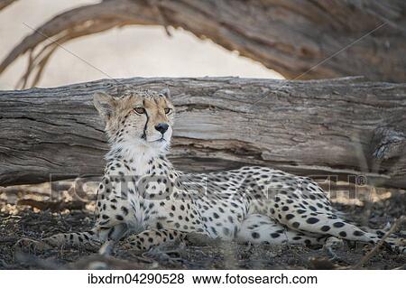 Gepard (Acinonyx jubatus) ruht im Schatten von einem Baum, Kgalagadi-Transfrontier-Nationalpark, Nordkap Provinz, Sudafrika View Large Photo Image Stock Photo - Gepard (Acinonyx jubatus) ruht im Schatten von einem Baum, Kgalagadi-Transfrontier-Nationalpark, Nordkap Provinz, Sudafrika. Fotosearch