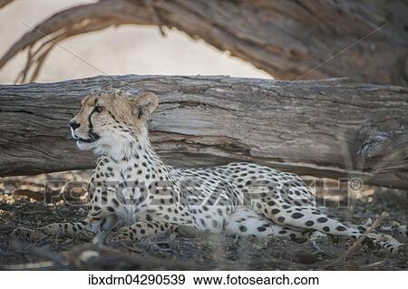 Gepard (Acinonyx jubatus) ruht im Schatten von einem Baum, Kgalagadi-Transfrontier-Nationalpark, Nordkap Provinz, Sudafrika View Large Photo Image Stock Photo - Gepard (Acinonyx jubatus) ruht im Schatten von einem Baum, Kgalagadi-Transfrontier-Nationalpark, Nordkap Provinz, Sudafrika. Fotosearch