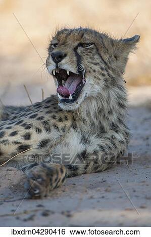Stock Photograph - Gepard (Acinonyx jubatus) ruht im Schatten und gahnt, Kgalagadi-Transfrontier-Nationalpark, Nordkap Provinz, Sudafrika. Fotosearch