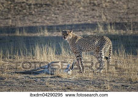 Gepard (Acinonyx jubatus) steht am Riss einer Antilope, Kgalagadi-Transfrontier-Nationalpark, Nordkap Provinz, Sudafrika View Large Photo Image Stock Photography - Gepard (Acinonyx jubatus) steht am Riss einer Antilope, Kgalagadi-Transfrontier-Nationalpark, Nordkap Provinz, Sudafrika. Fotosearch