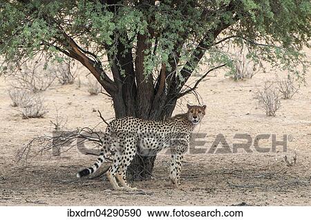 Gepard (Acinonyx jubatus) steht unter Akazienbaum, Kgalagadi-Transfrontier-Park, Nordkap Provinz, Sudafrika View Large Photo Image Stock Image - Gepard (Acinonyx jubatus) steht unter Akazienbaum, Kgalagadi-Transfrontier-Park, Nordkap Provinz, Sudafrika. Fotosearch