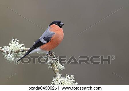Gimpel (Pyrrhula pyrrhula) Mannchen sitzt auf einem Zweig mit Flechten, Nordrhein-Westfalen, Deutschland, Europa View Large Photo Image Stock Image - Gimpel (Pyrrhula pyrrhula) Mannchen sitzt auf einem Zweig mit Flechten, Nordrhein-Westfalen, Deutschland, Europa. Fotosearch