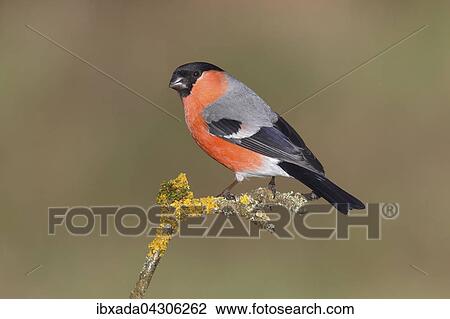 Gimpel (Pyrrhula pyrrhula) Mannchen sitzt auf einem Zweig mit Flechten, Nordrhein-Westfalen, Deutschland, Europa View Large Photo Image Stock Image - Gimpel (Pyrrhula pyrrhula) Mannchen sitzt auf einem Zweig mit Flechten, Nordrhein-Westfalen, Deutschland, Europa. Fotosearch