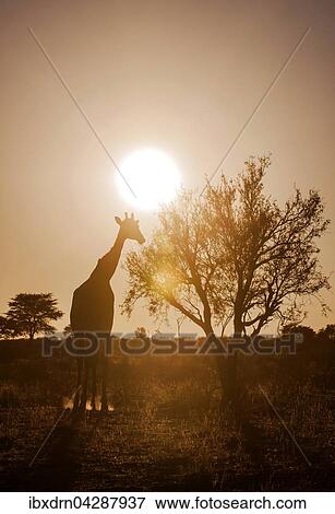 Giraffe (Giraffa camelopardalis) im Gegenlicht, Kgalagadi-Transfrontier-Park, Nordkap Provinz, Sudafrika View Large Photo Image Stock Photo - Giraffe (Giraffa camelopardalis) im Gegenlicht, Kgalagadi-Transfrontier-Park, Nordkap Provinz, Sudafrika. Fotosearch