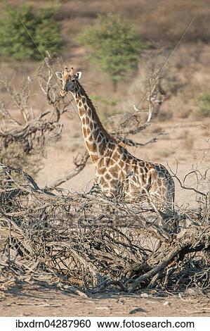 Giraffe (Giraffa camelopardalis), Kgalagadi-Transfrontier-Nationalpark, Northern Cape, Sudafrika View Large Photo Image Stock Image - Giraffe (Giraffa camelopardalis), Kgalagadi-Transfrontier-Nationalpark, Northern Cape, Sudafrika. Fotosearch