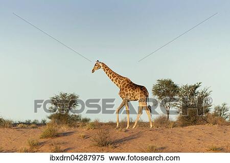 Giraffe (Giraffa camelopardalis), Kgalagadi-Transfrontier-Nationalpark, Northern Cape, Sudafrika View Large Photo Image Stock Photography - Giraffe (Giraffa camelopardalis), Kgalagadi-Transfrontier-Nationalpark, Northern Cape, Sudafrika. Fotosearch