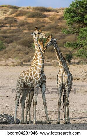 Giraffen (Giraffa camelopardalis), Kgalagadi-Transfrontier-Nationalpark, Northern Cape, Sudafrika View Large Photo Image Stock Photograph - Giraffen (Giraffa camelopardalis), Kgalagadi-Transfrontier-Nationalpark, Northern Cape, Sudafrika. Fotosearch