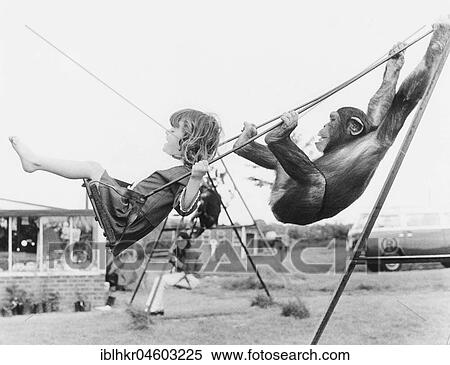 Girl and chimpanzee swing, England, Great Britain View Large Photo Image Stock Photography - Girl and chimpanzee swing, England, Great Britain. Fotosearch