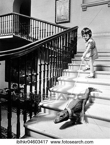 Girl leads small crocodile on a leash, England, Great Britain View Large Photo Image Stock Photo - Girl leads small crocodile on a leash, England, Great Britain. Fotosearch