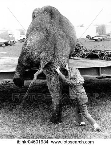 Picture - Girl pushes elephant, England, Great Britain. Fotosearch