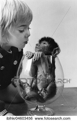 Girl watching a small monkey in a glass, England, Great Britain View Large Photo Image Stock Photograph - Girl watching a small monkey in a glass, England, Great Britain. Fotosearch